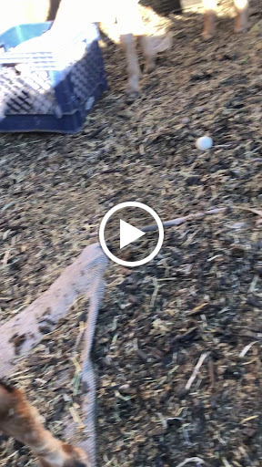 Pet Supply Store «Concord Feed Pet & Livestock Supplies», reviews and photos, 5288 Clayton Rd, Concord, CA 94521, USA