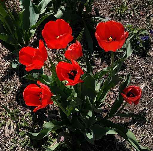 Golf Course «Goodwin Park Golf Course», reviews and photos, 1130 Maple Ave, Hartford, CT 06114, USA