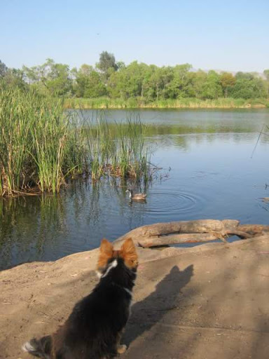 Pet Supply Store «Pet Supply», reviews and photos, 4440 Bonita Rd, Bonita, CA 91902, USA