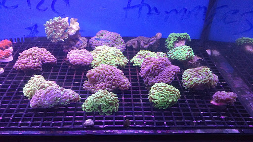 Pet Store «Something Fishy Pets», reviews and photos, 29 Towne Centre Ln, Fox Lake, IL 60020, USA