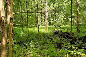 Shrader-Weaver Woods image