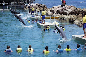 Dolphin Cove Ocho Rios image