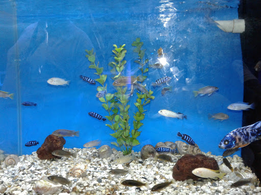 Tropical Fish Store «The Premium Aquarium», reviews and photos, 1875 25th St SE, Salem, OR 97302, USA