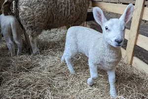 Texel Sheep Farm image