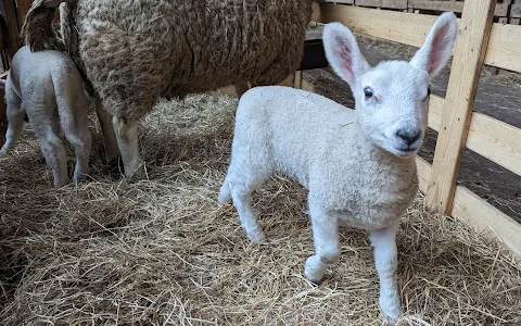 Texel Sheep Farm image