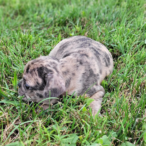 Pet Store «PV Pets», reviews and photos, 233 S Broadway, Pennsville, NJ 08070, USA