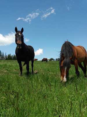 Les chevaux du Buac à Saint-Laurent-de-Cerdans