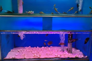 Best Aquarium image