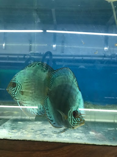 Tropical Fish Store «Jack Wattley Discus», reviews and photos, 6944 NE 4th Ave, Miami, FL 33138, USA