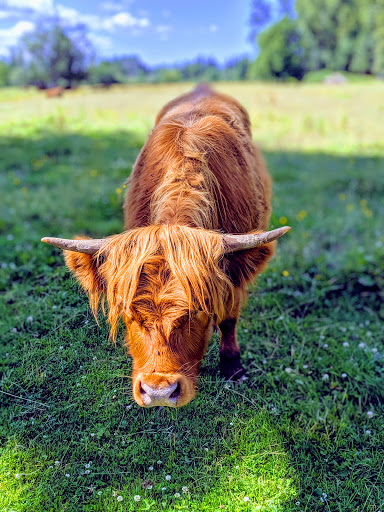 Golf Club «Snoqualmie Falls Golf Course», reviews and photos, 35109 SE Fish Hatchery Rd, Fall City, WA 98024, USA