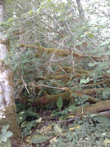 Campground «Hard Rain Cafe», reviews and photos, 5763 Upper Hoh Rd, Forks, WA 98331, USA