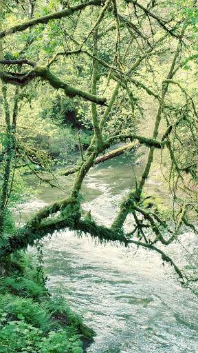 American Football Field «Doc Harris Stadium», reviews and photos, 1125 NE 22nd Ave, Camas, WA 98607, USA