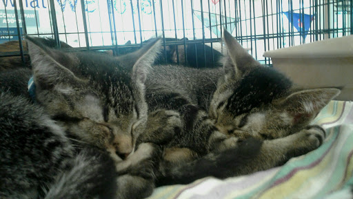 Pet Supply Store «PetSmart», reviews and photos, 5226 S College Rd, Wilmington, NC 28412, USA