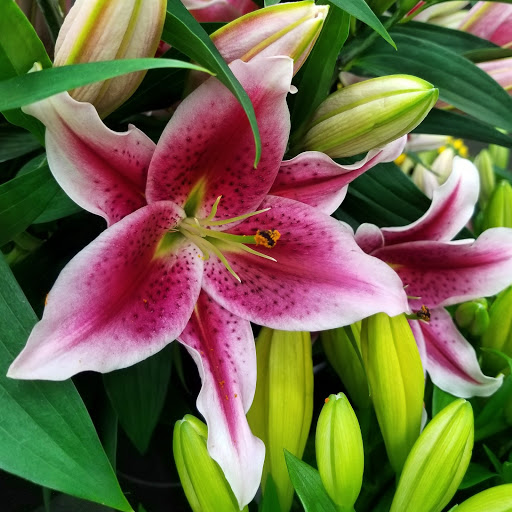 Florist «Metropolitan Plant & Flower», reviews and photos, 840 NJ-17, Paramus, NJ 07652, USA