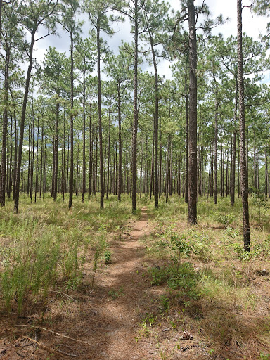 Florida Trail Clearwater Lake Trailhead