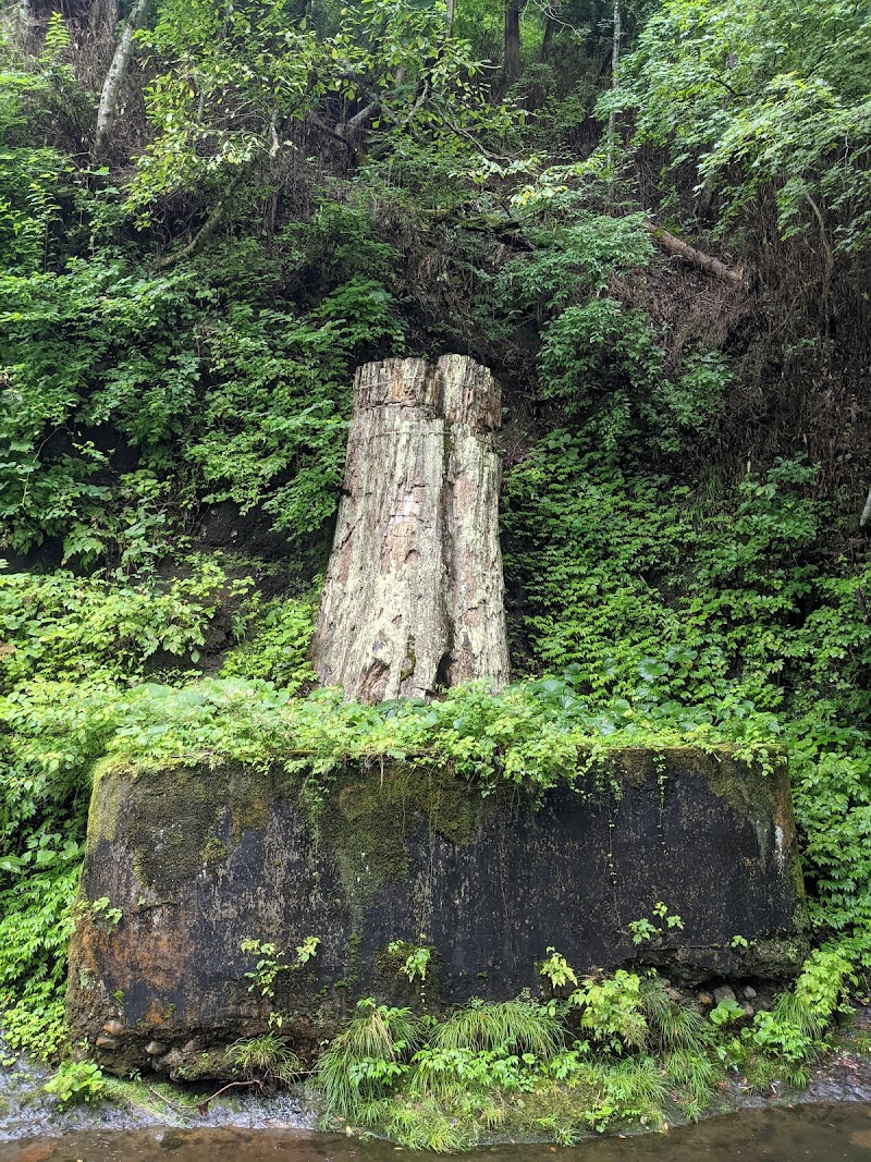 根反の大珪化木