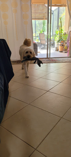 Pet Groomer «Furry Tails Pet Grooming», reviews and photos, 865 Cypress Pkwy, Poinciana, FL 34759, USA