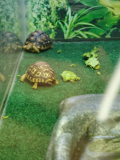 Pet Store «The Enclosure», reviews and photos, 1820 Golden Mile Hwy, Pittsburgh, PA 15239, USA