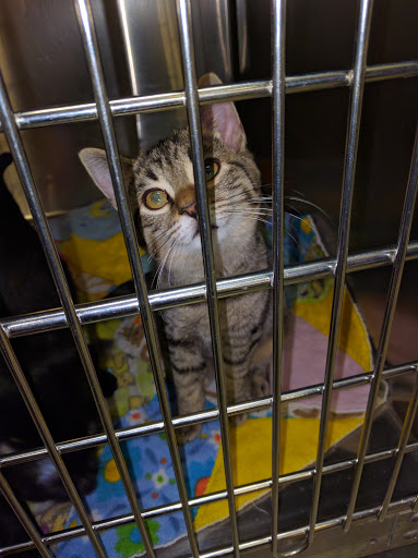 Pet Supply Store «PetSmart», reviews and photos, 1720 E Sherman Blvd, Muskegon, MI 49444, USA