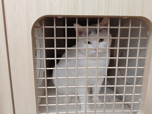 Pet Supply Store «Petco Animal Supplies», reviews and photos, 680 Downingtown Pike, West Chester, PA 19380, USA