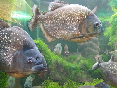 Aquarium d'Amnéville à Amnéville