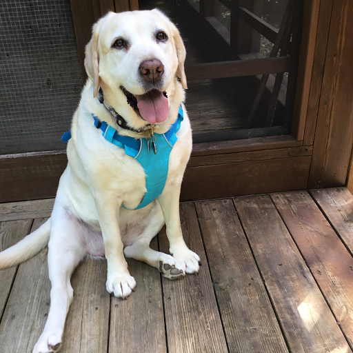 Pet Store «The Pet Place», reviews and photos, 240 Shadowline Dr, Boone, NC 28607, USA