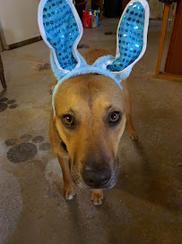 Cindys Pet Care & Grooming, Dog Day Care, Boarding - Photo 9 - Car repair in Haverhill, MA, Lowell