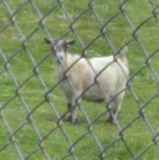 Farm «The Belmont Goats», reviews and photos, 9330 SE Harold St, Portland, OR 97266, USA