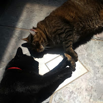 Animal Medical Center Of Appleton - Photo 4 - Car repair in Appleton, WI, Appleton