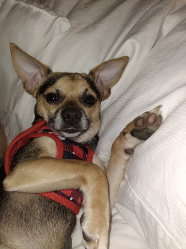 Pet Supply Store «Pet Town», reviews and photos, 1948 SE Lund Ave #101, Port Orchard, WA 98366, USA