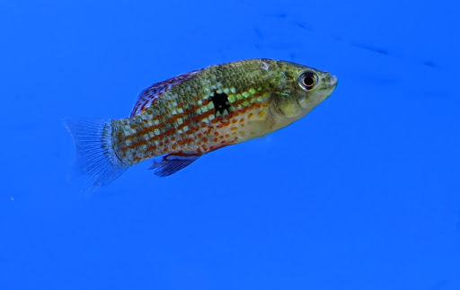 Pet Store «Pets Plus Inc», reviews and photos, 2610 Jefferson Davis Hwy, Stafford, VA 22554, USA