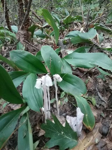 State Park «Wachusett Mountain State Reservation», reviews and photos, 345 Mountain Rd, Princeton, MA 01541, USA