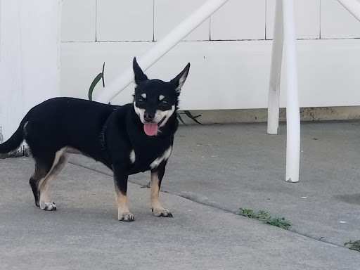 Golf Course «Sea Scape Golf Links», reviews and photos, 300 W Eckner St, Kitty Hawk, NC 27949, USA