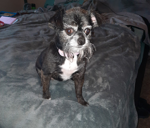 Pet Supply Store «PetSmart», reviews and photos, 860 NE Mall Blvd, Hurst, TX 76053, USA