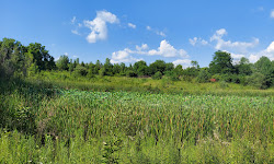 Wetlands Park