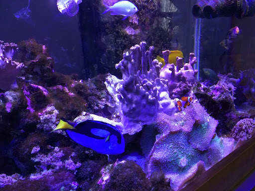 Zoo «Miller Park Zoo», reviews and photos, 1020 S Morris Ave, Bloomington, IL 61701, USA