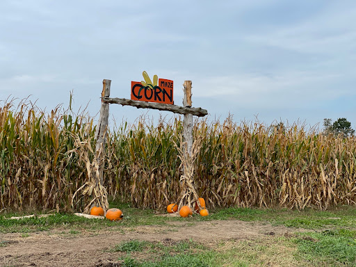 Olin Farm- Corn Maze, Hayrides & Pumpkins