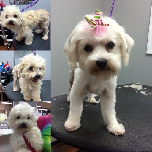 Pet Groomer «Fetching Styles, LLC», reviews and photos, 90 Foothills Pkwy c202, Marble Hill, GA 30148, USA