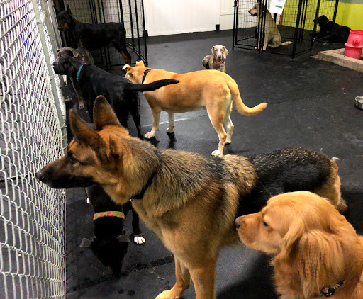 Dog Trainer «Suite Dog Daze», reviews and photos, 2090 Front St NE, Salem, OR 97301, USA