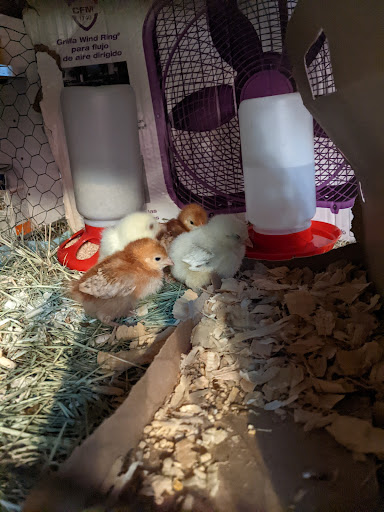 Home Improvement Store «Tractor Supply Co.», reviews and photos, 2754 Saratoga Blvd, Corpus Christi, TX 78415, USA