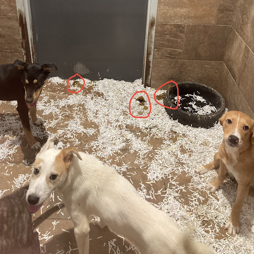 Pet Store «Pets Plus - Lansdale», reviews and photos, 555 S Broad St, Lansdale, PA 19446, USA