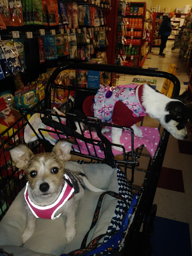 Pet Supply Store «Petco Animal Supplies», reviews and photos, 3264 Buford Dr NE #110, Buford, GA 30519, USA