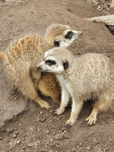 Stadt Grimmen Zoo unter Grimmen, 