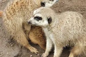 Stadt Grimmen Zoo image