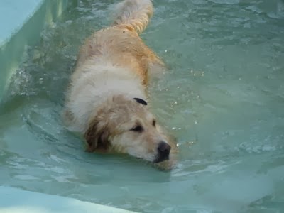 Pensioni per cani e dog hotel a Pensione e toelettatura per Cani Dog Resort