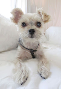 CUDDLES AND TAILS PET SERVICES - Photo 8 - Car repair in New York, NY, New York