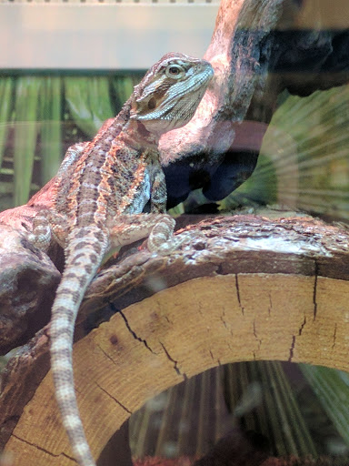 Pet Supply Store «PetSmart», reviews and photos, 7290 W Bell Rd, Glendale, AZ 85308, USA