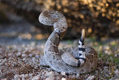 Arizona Rattlesnake Avoidance Training