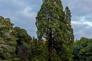 The Giant Sequoia image