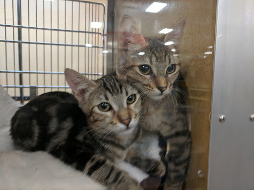 Pet Supply Store «PetSmart», reviews and photos, 857 N Val Vista Dr #106, Gilbert, AZ 85234, USA